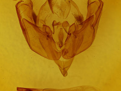 genitalia view of adult Sideridis rosea