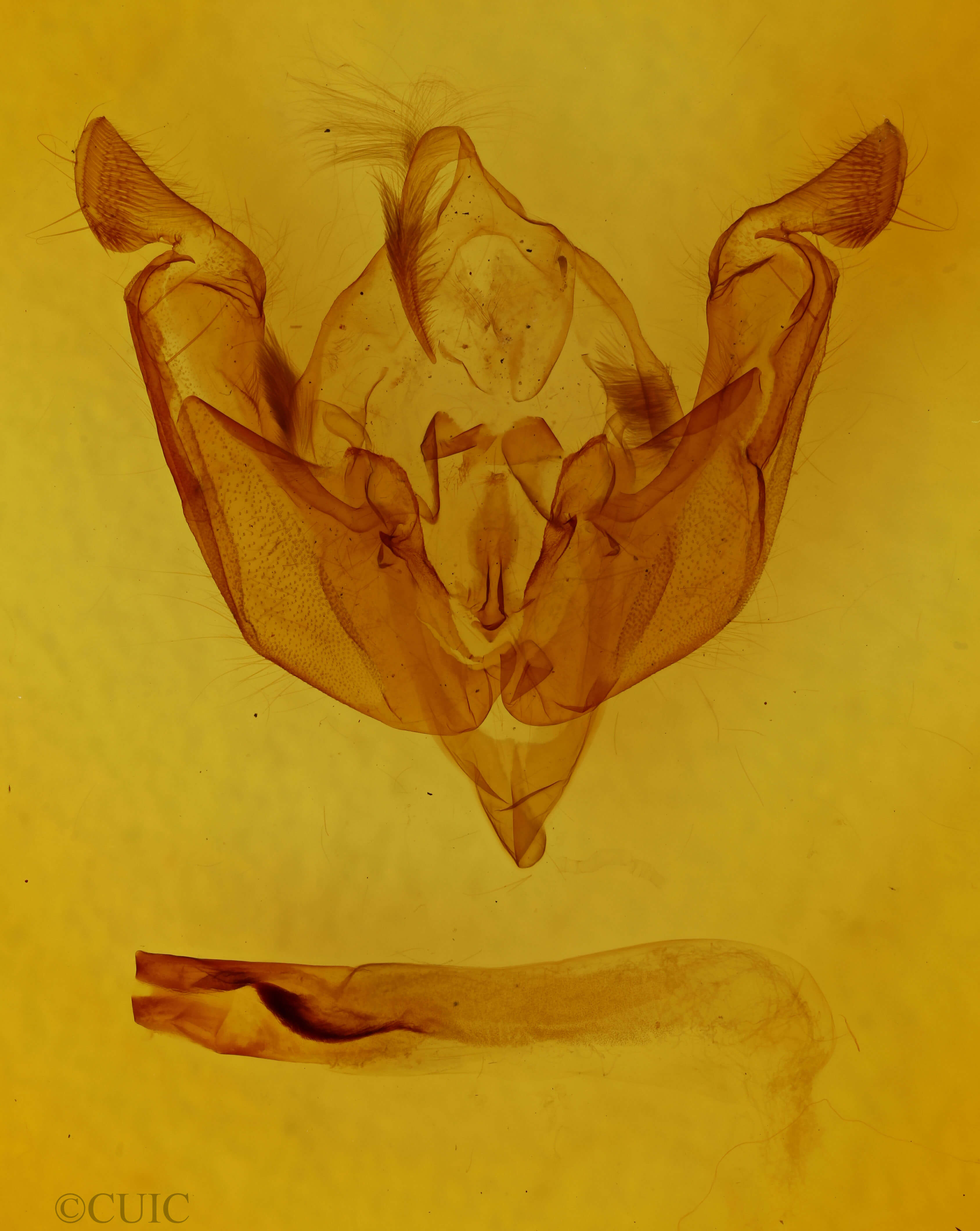 genitalia view of adult Sideridis rosea