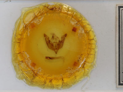 slide view of adult Sideridis rosea