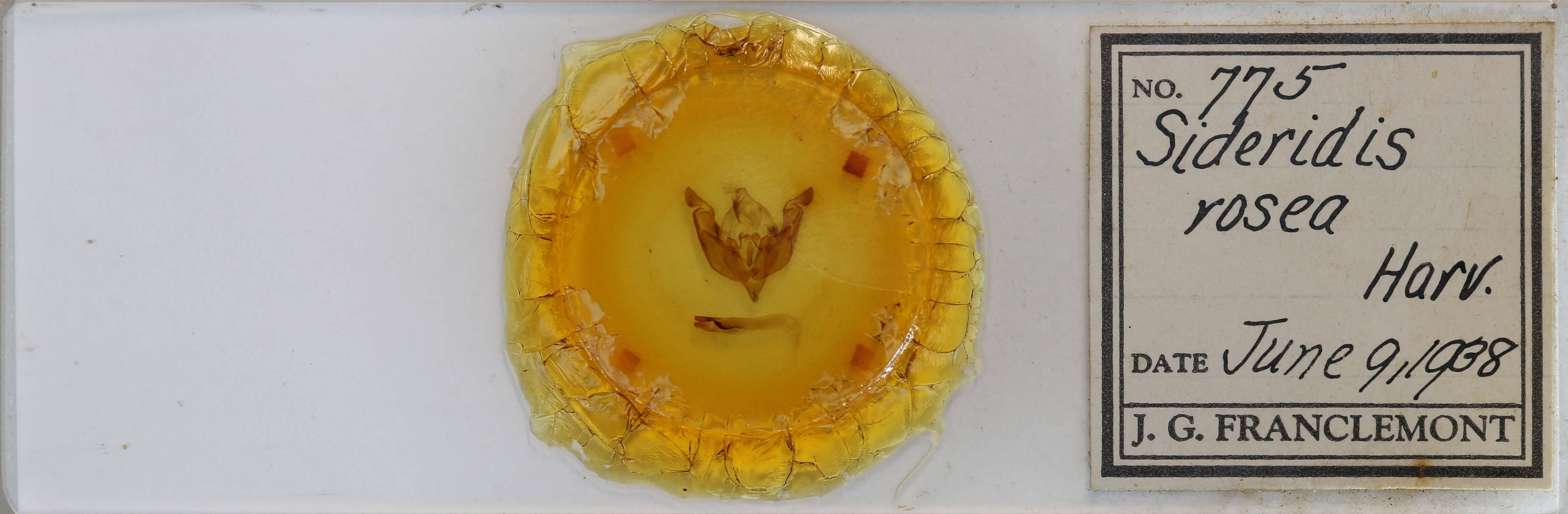 slide view of adult Sideridis rosea