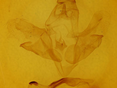 genitalia view of adult Smerinthus cerisyi