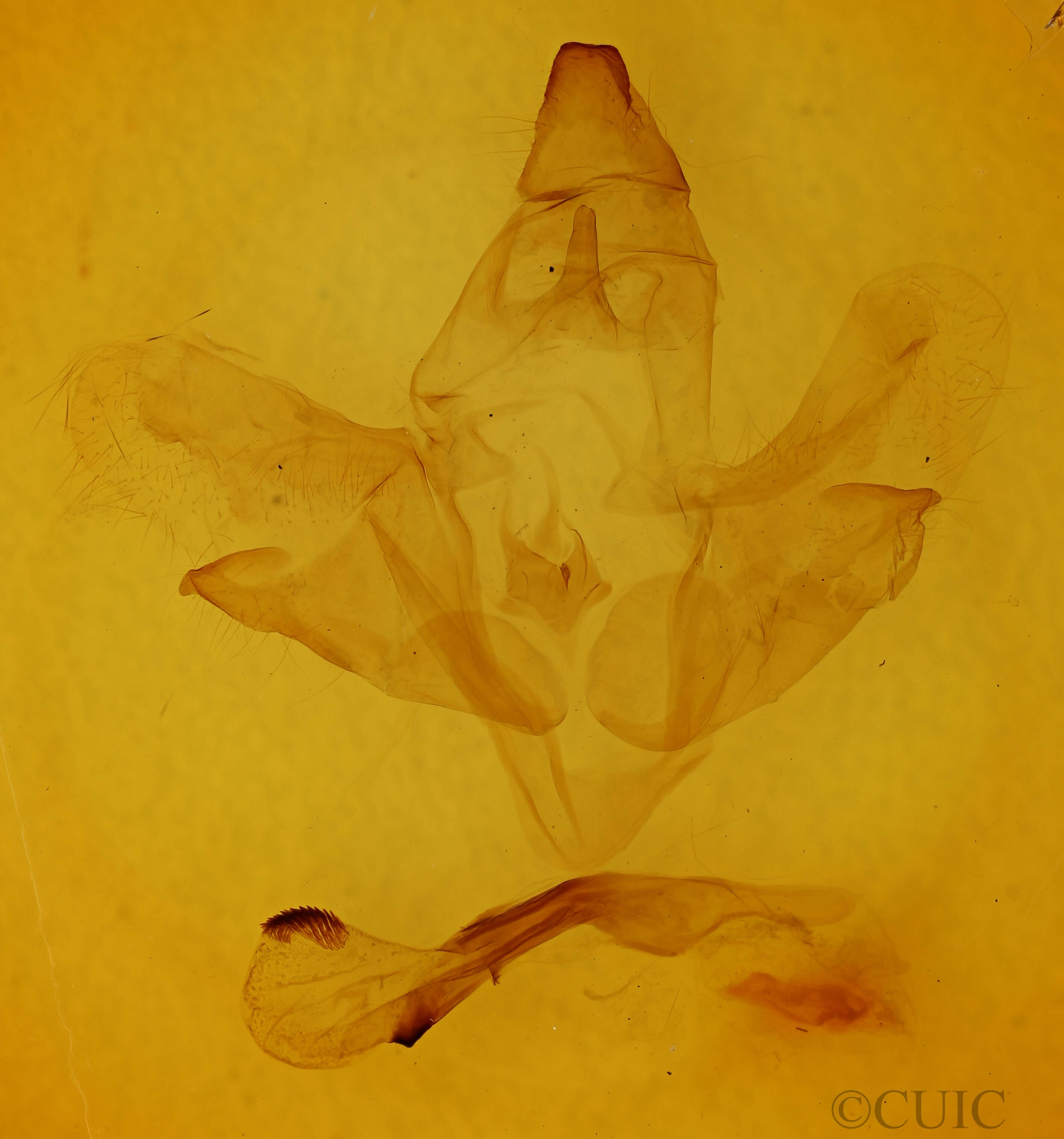 genitalia view of adult Smerinthus cerisyi