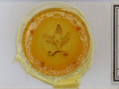 slide view of adult Smerinthus cerisyi