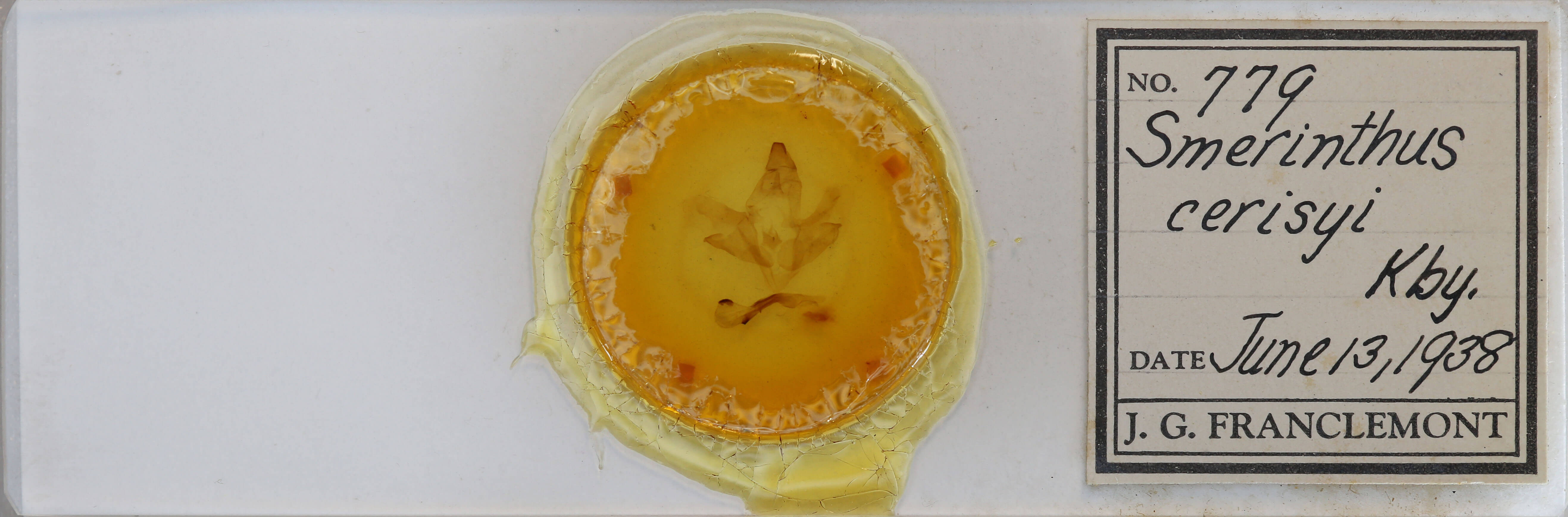 slide view of adult Smerinthus cerisyi