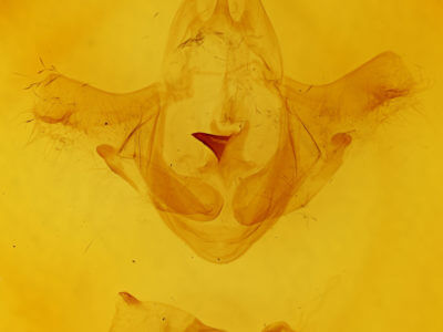 genitalia view of adult Smerinthus jamaicensis