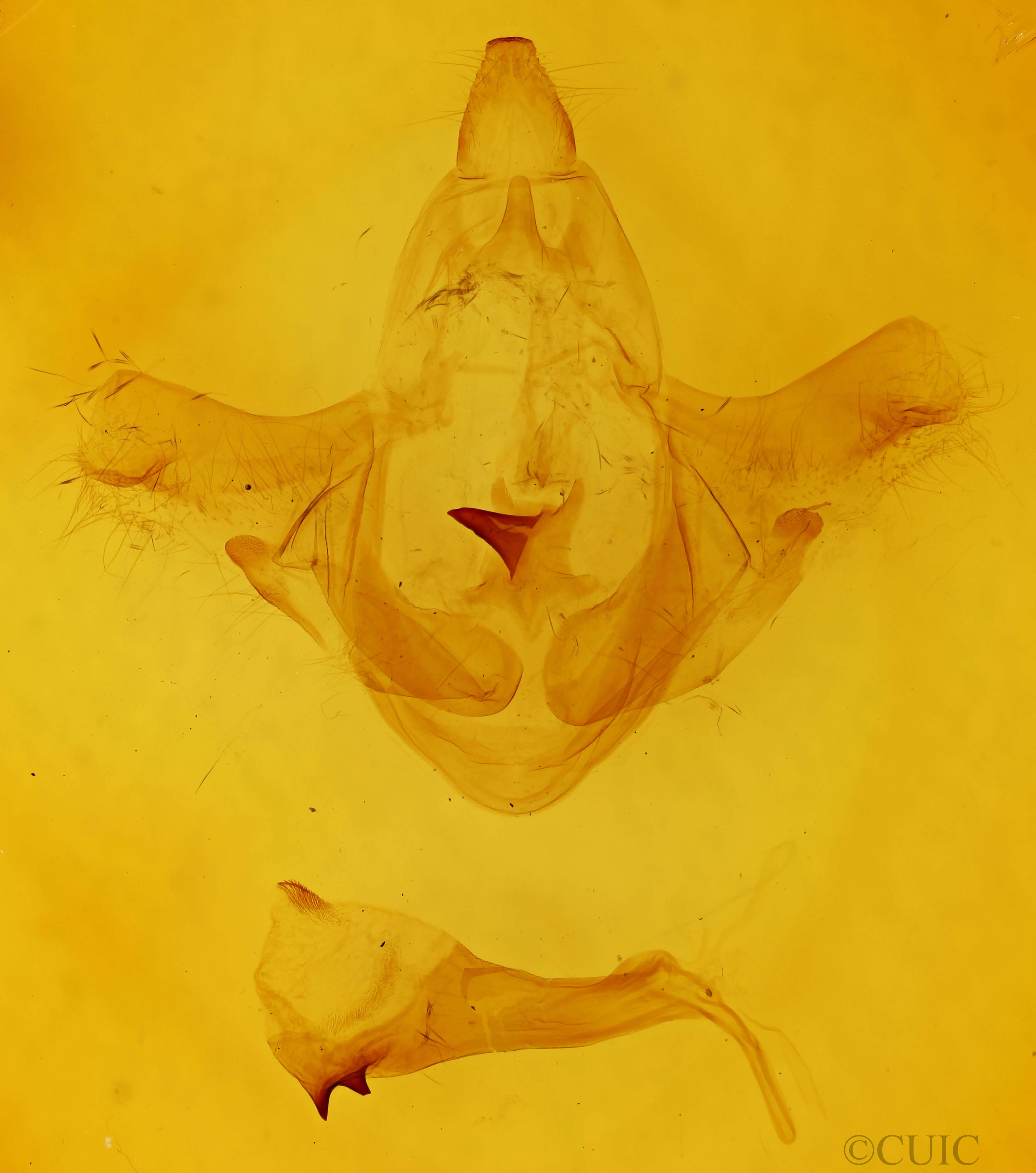 genitalia view of adult Smerinthus jamaicensis