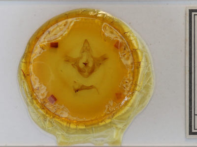 slide view of adult Smerinthus jamaicensis