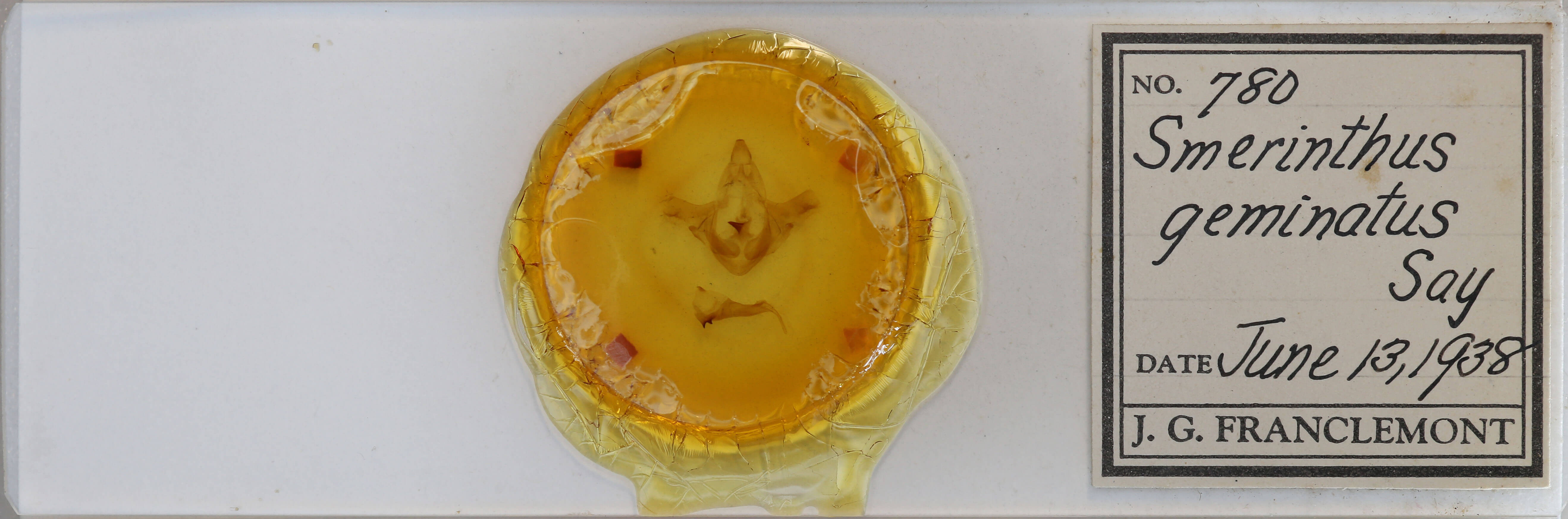 slide view of adult Smerinthus jamaicensis