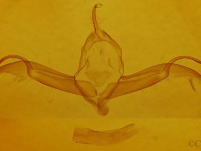 genitalia view of adult Spaelotis clandestina