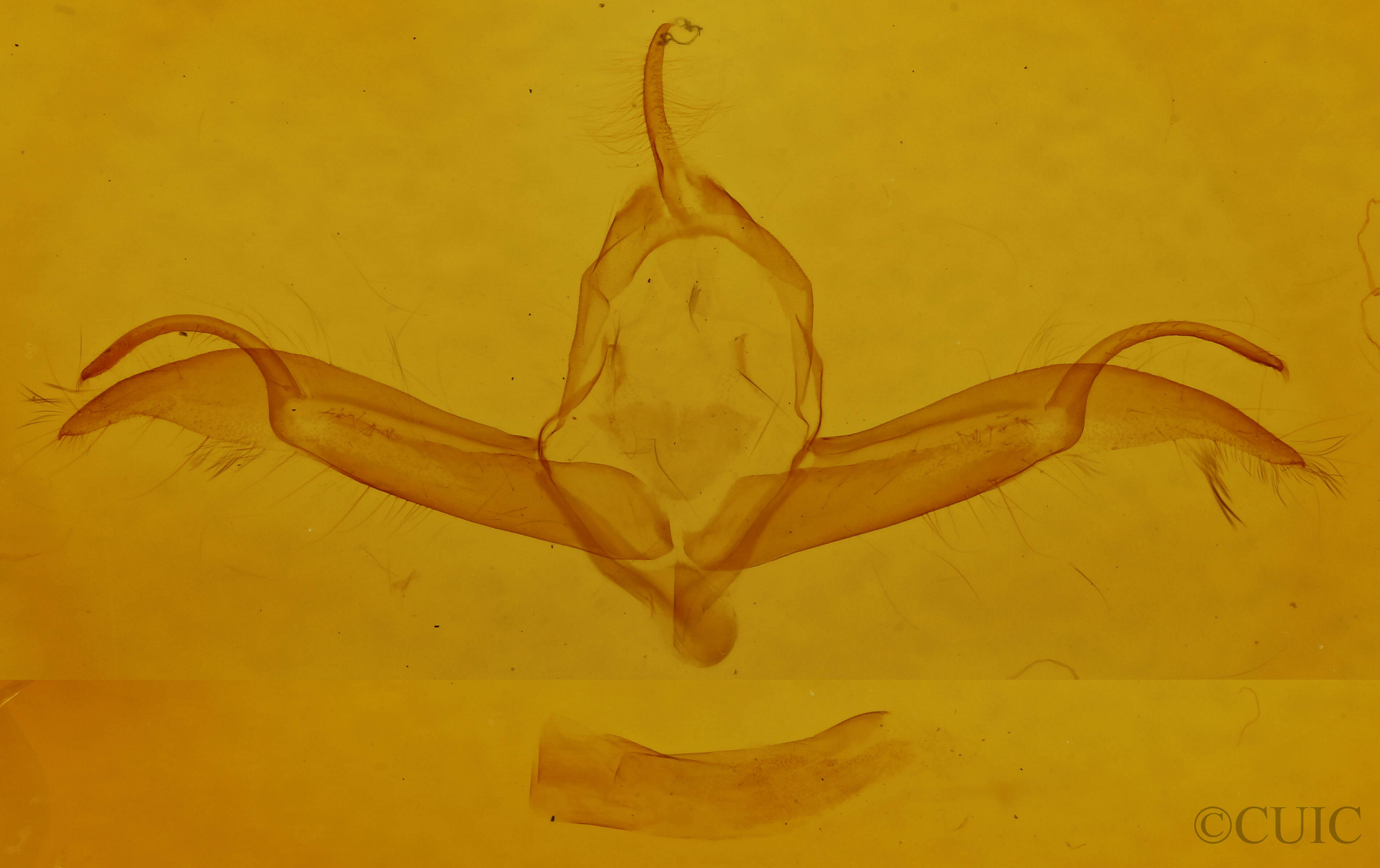 genitalia view of adult Spaelotis clandestina