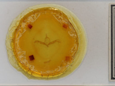 slide view of adult Spaelotis clandestina