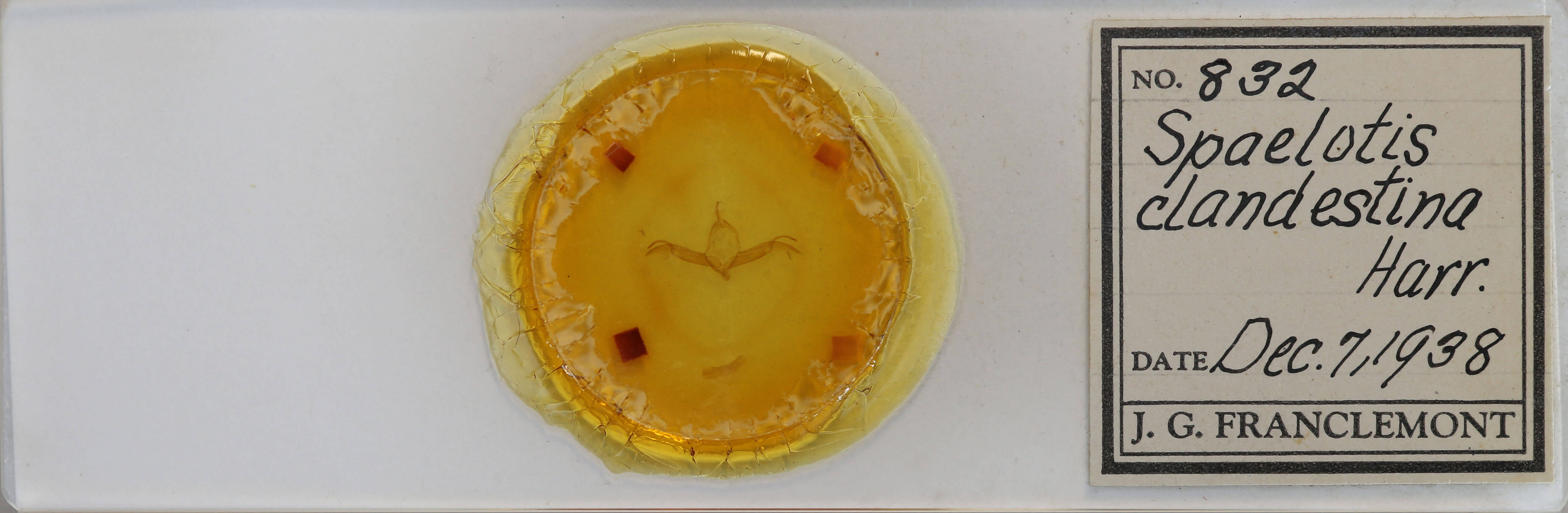 slide view of adult Spaelotis clandestina