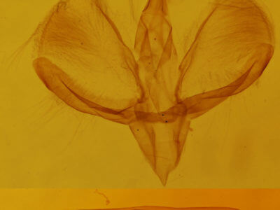 genitalia view of adult Spargania magnoliata