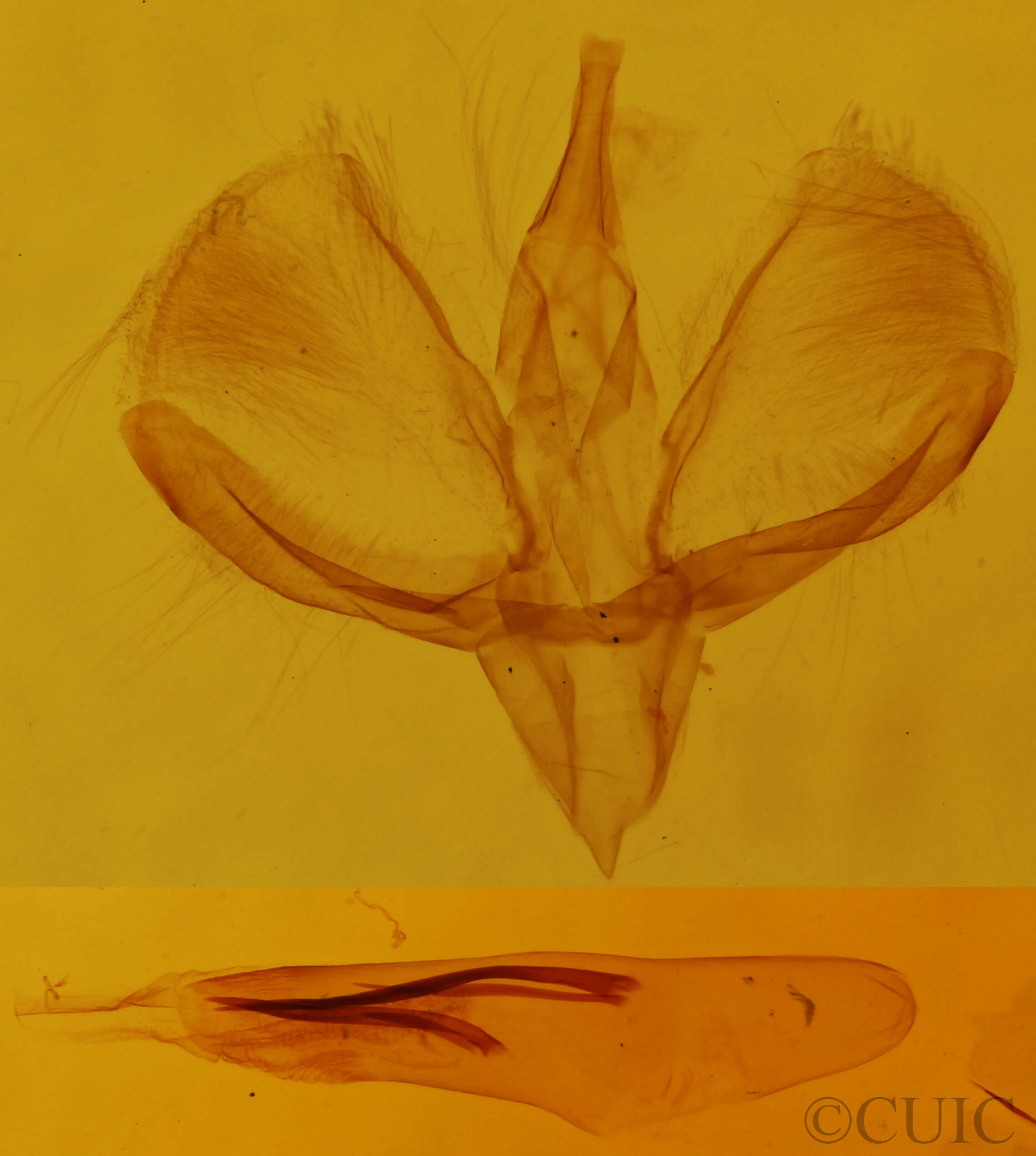 genitalia view of adult Spargania magnoliata