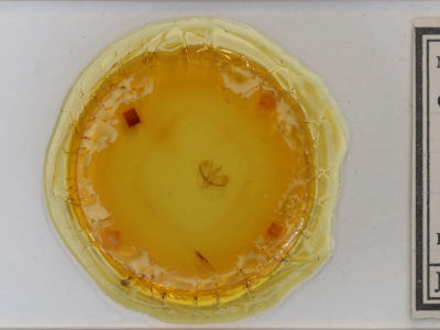 slide view of adult Spargania magnoliata