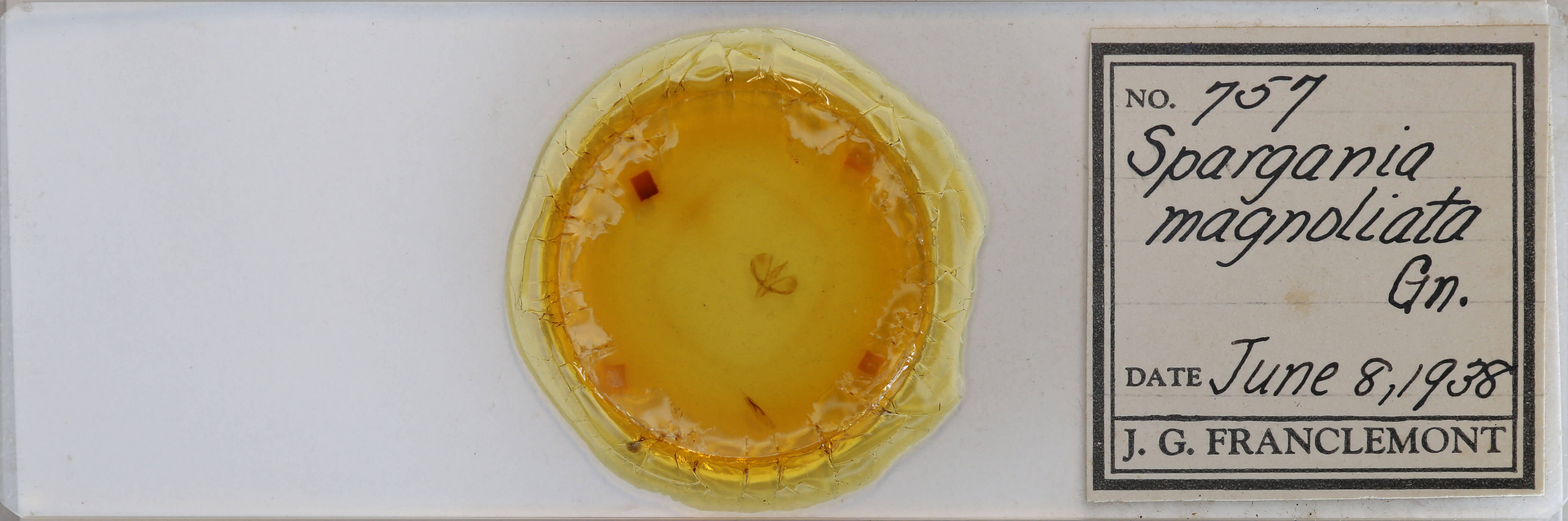 slide view of adult Spargania magnoliata