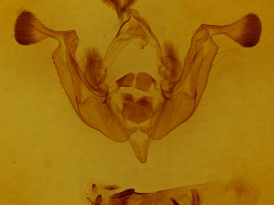 genitalia view of adult Lacanobia grandis
