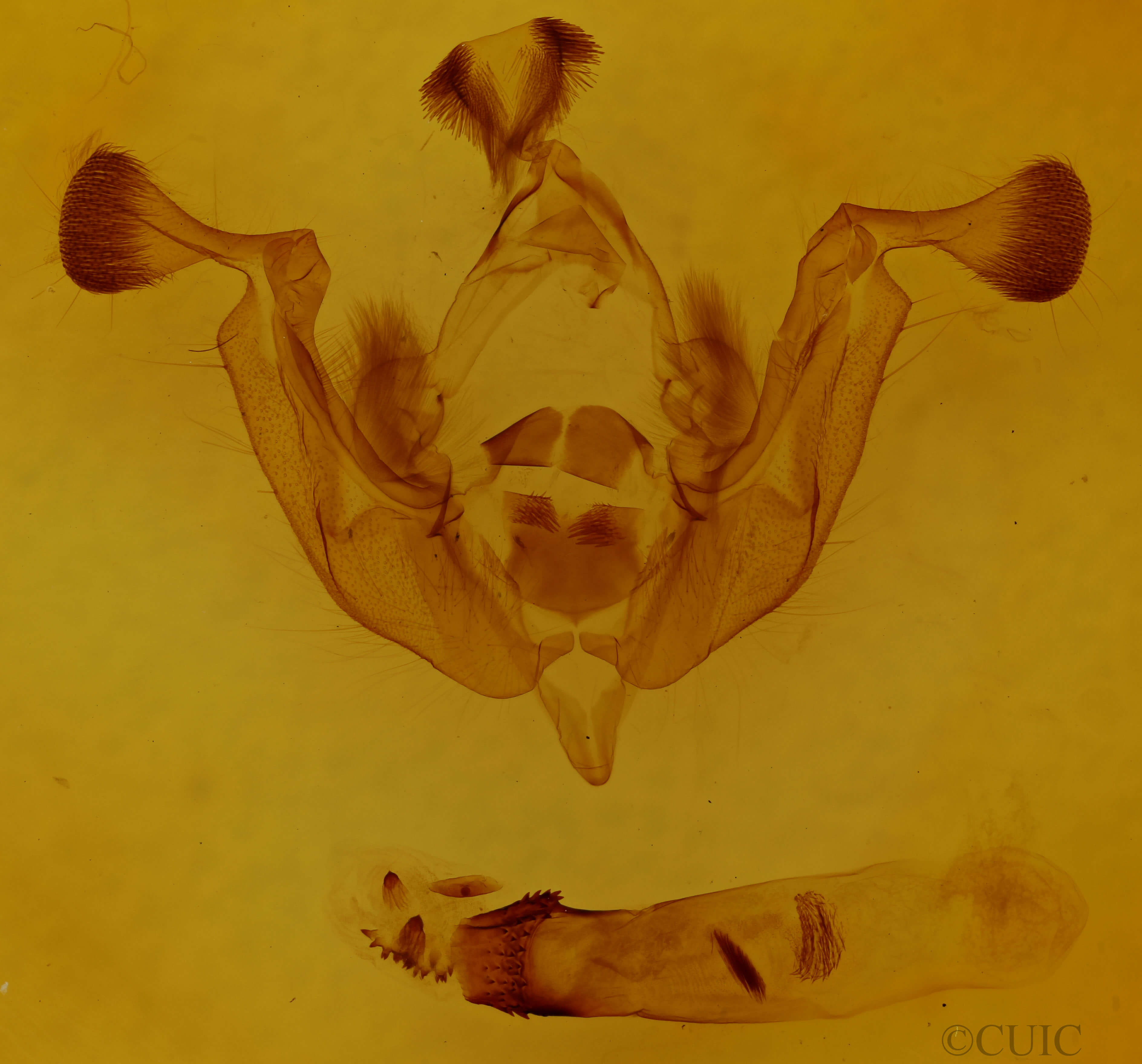 genitalia view of adult Lacanobia grandis