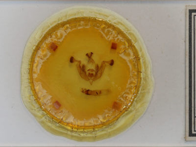 slide view of adult Lacanobia grandis