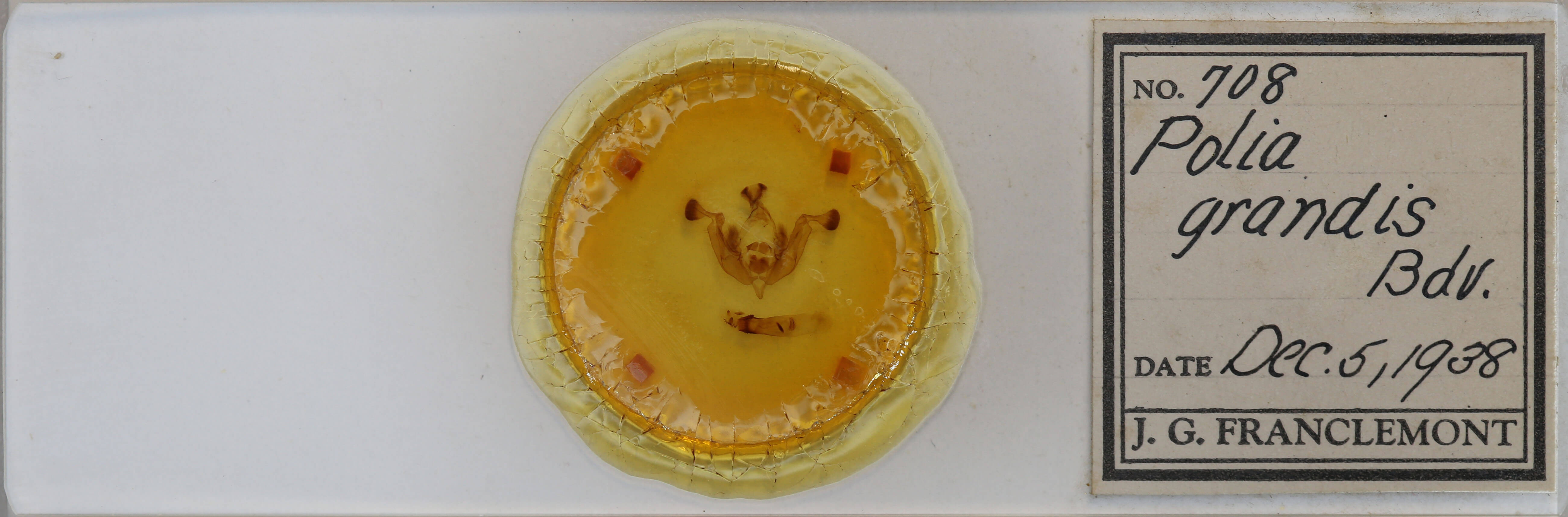 slide view of adult Lacanobia grandis