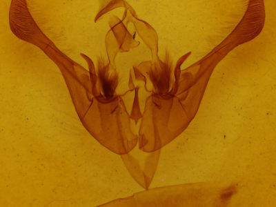 genitalia view of adult Spiramater lutra