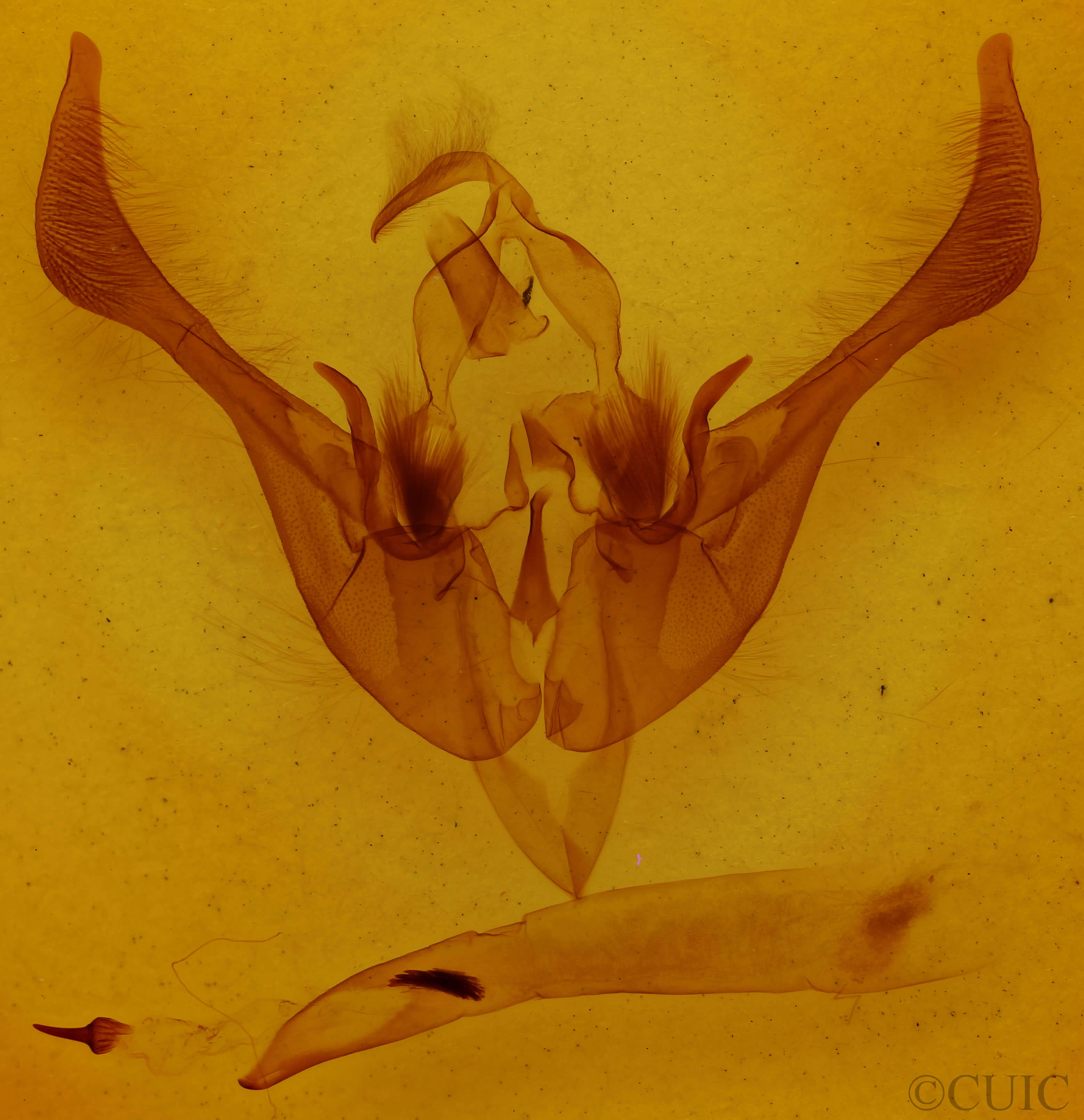 genitalia view of adult Spiramater lutra