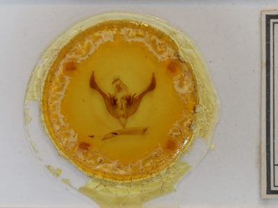 slide view of adult Spiramater lutra