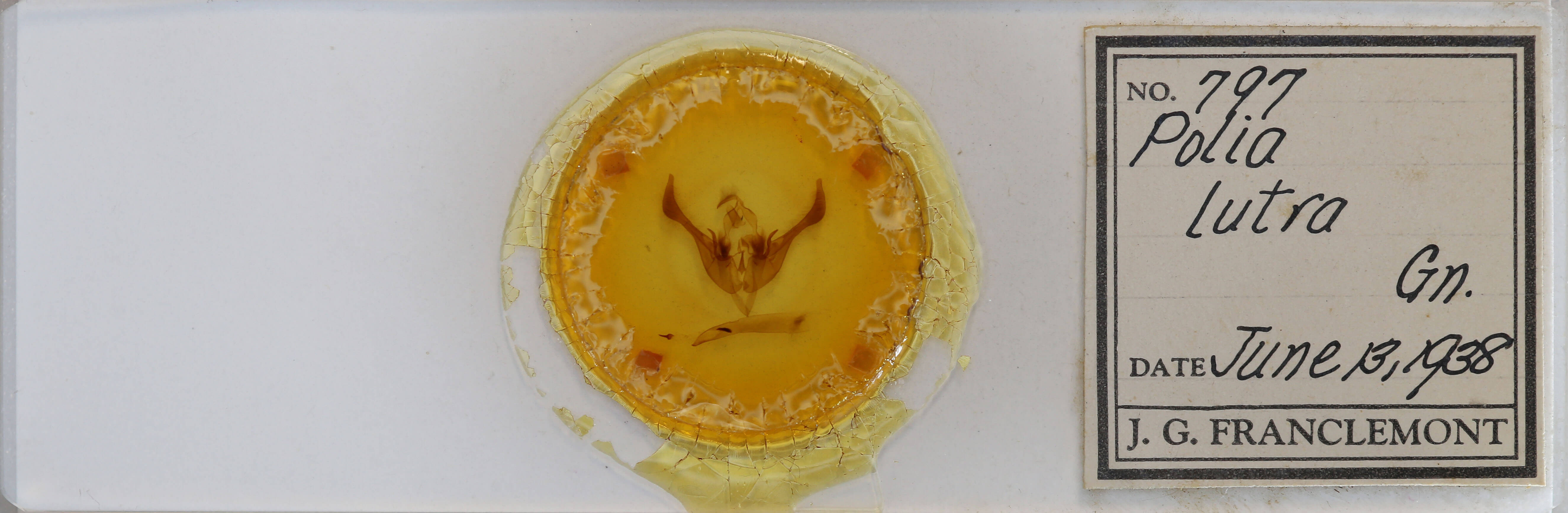 slide view of adult Spiramater lutra