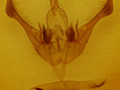 genitalia view of adult Spiramater lutra