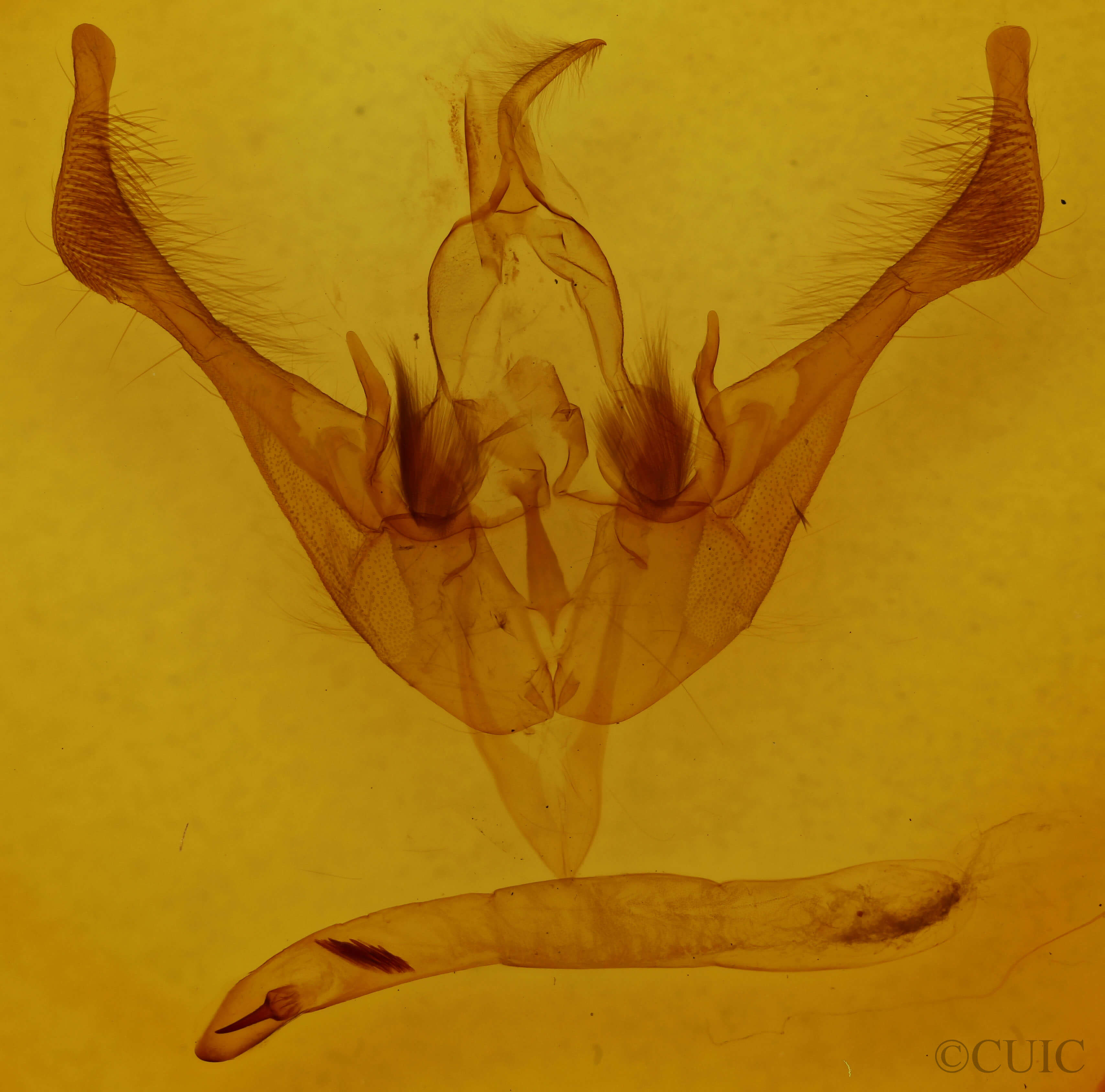 genitalia view of adult Spiramater lutra
