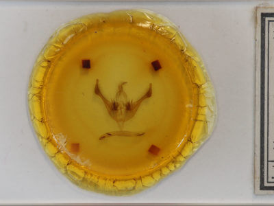 slide view of adult Spiramater lutra