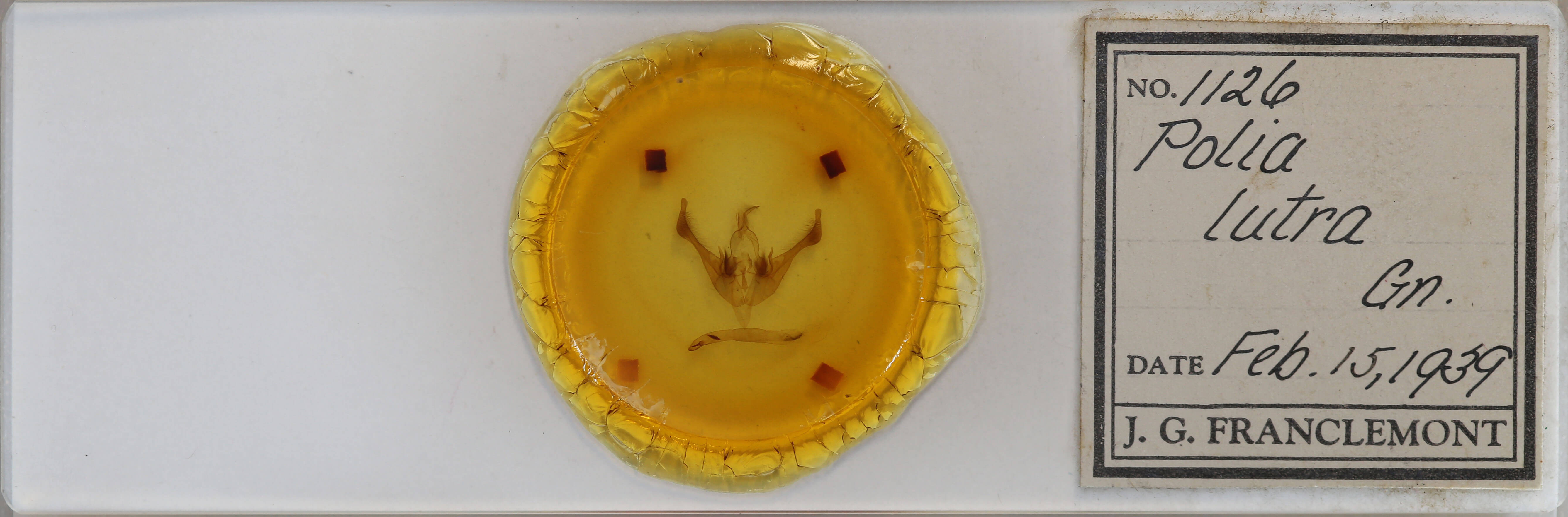 slide view of adult Spiramater lutra