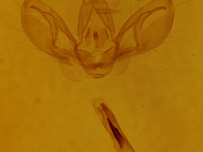 genitalia view of adult Spodoptera exigua