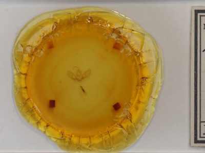 slide view of adult Spodoptera exigua