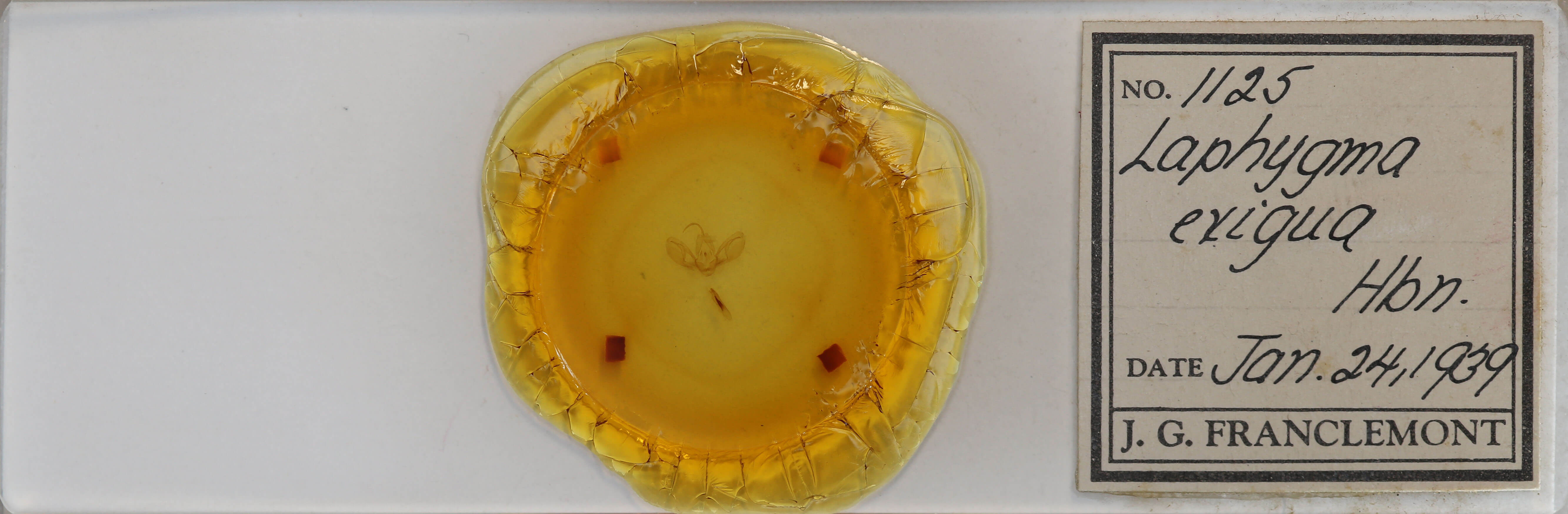 slide view of adult Spodoptera exigua