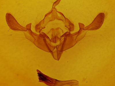 genitalia view of adult Staurophora celsia