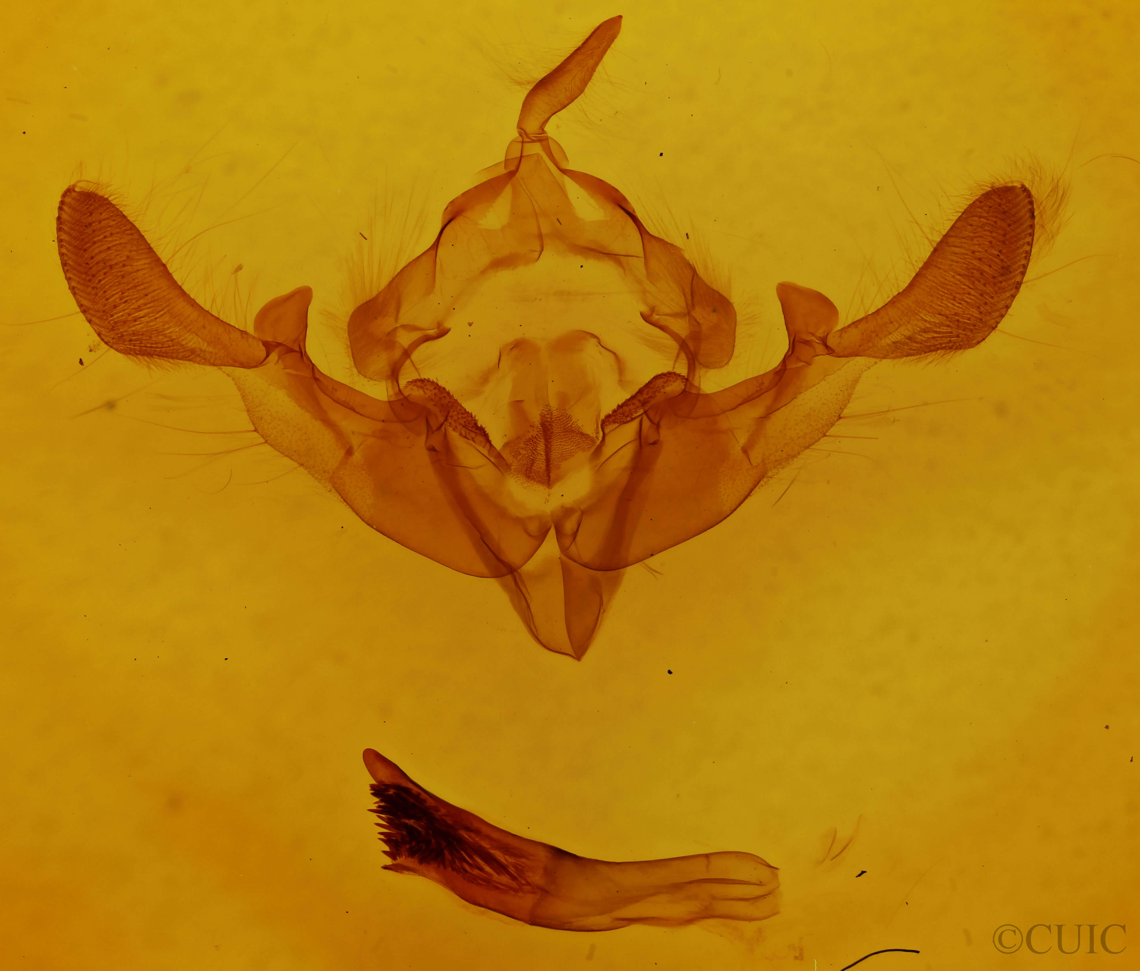 genitalia view of adult Staurophora celsia
