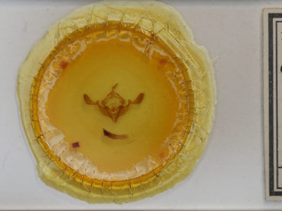 slide view of adult Staurophora celsia