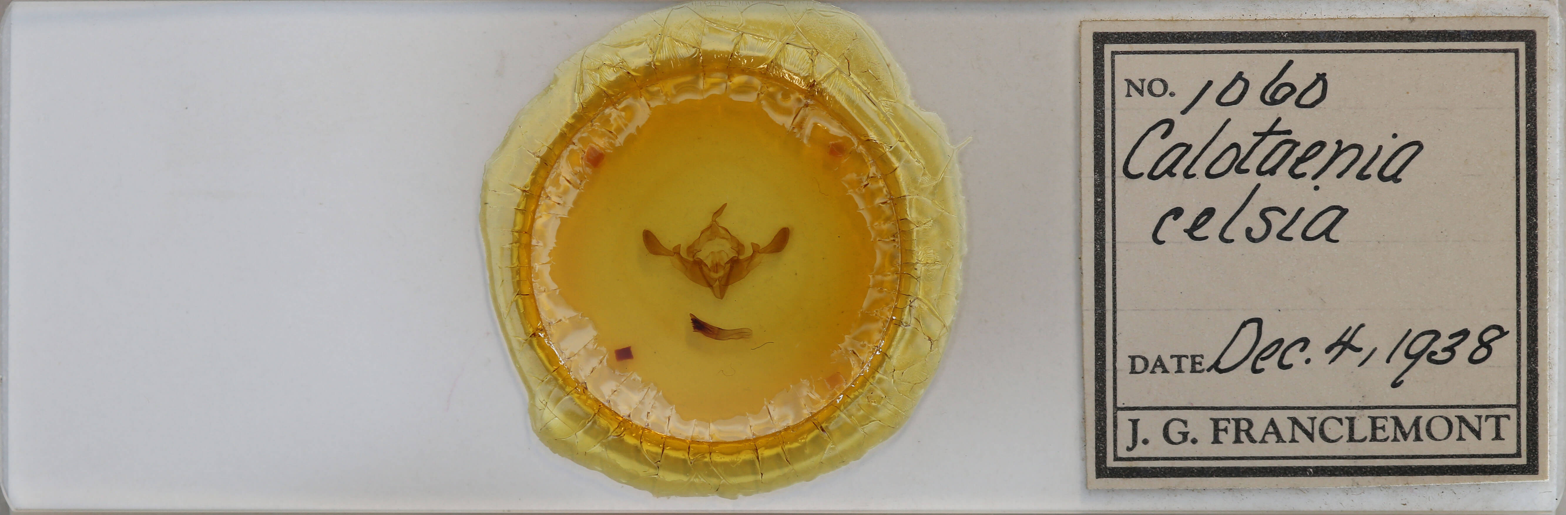 slide view of adult Staurophora celsia