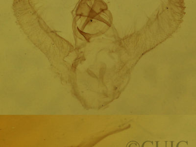 genitalia view of adult Synchlora aerata