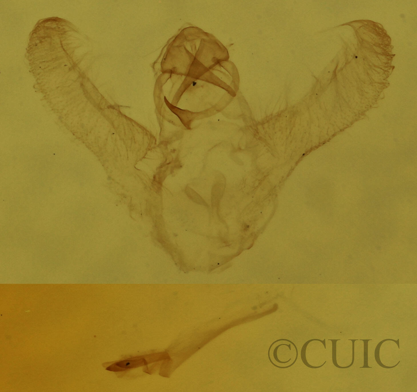 genitalia view of adult Synchlora aerata