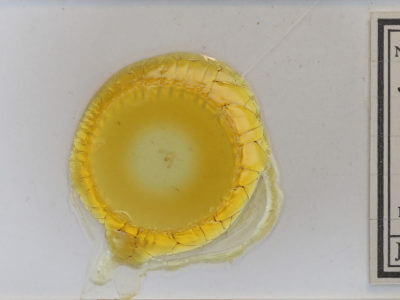 slide view of adult Synchlora aerata