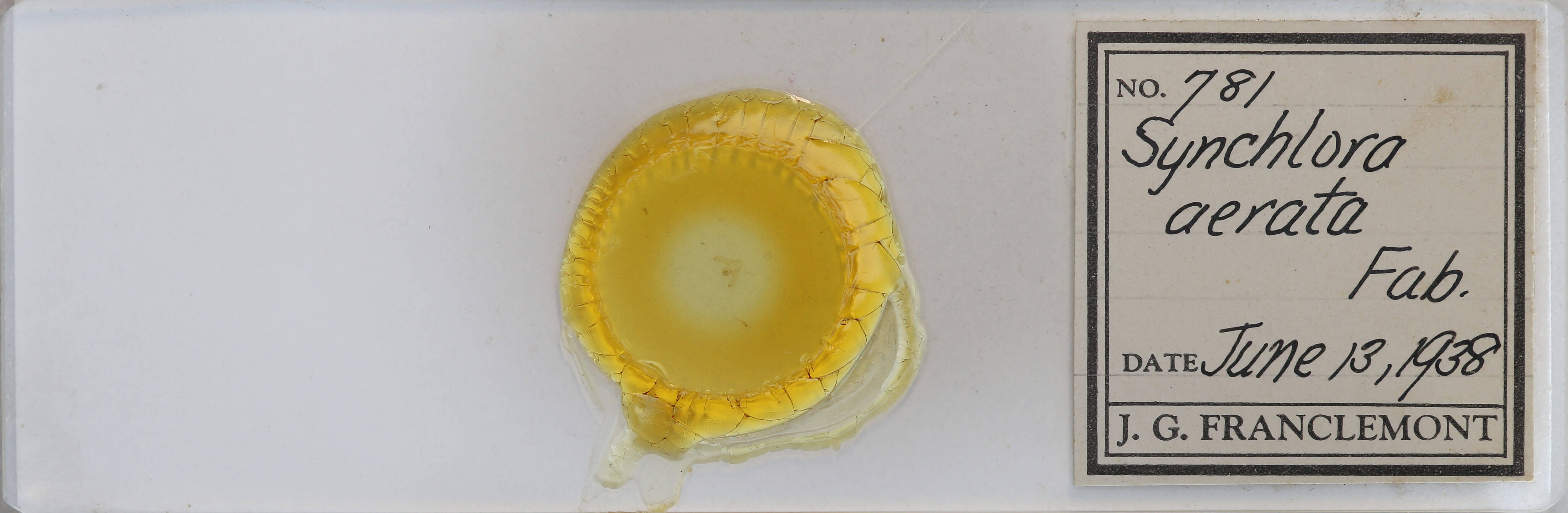 slide view of adult Synchlora aerata