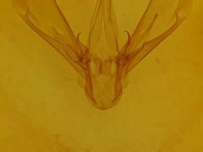 genitalia view of adult Drasteria grandirena
