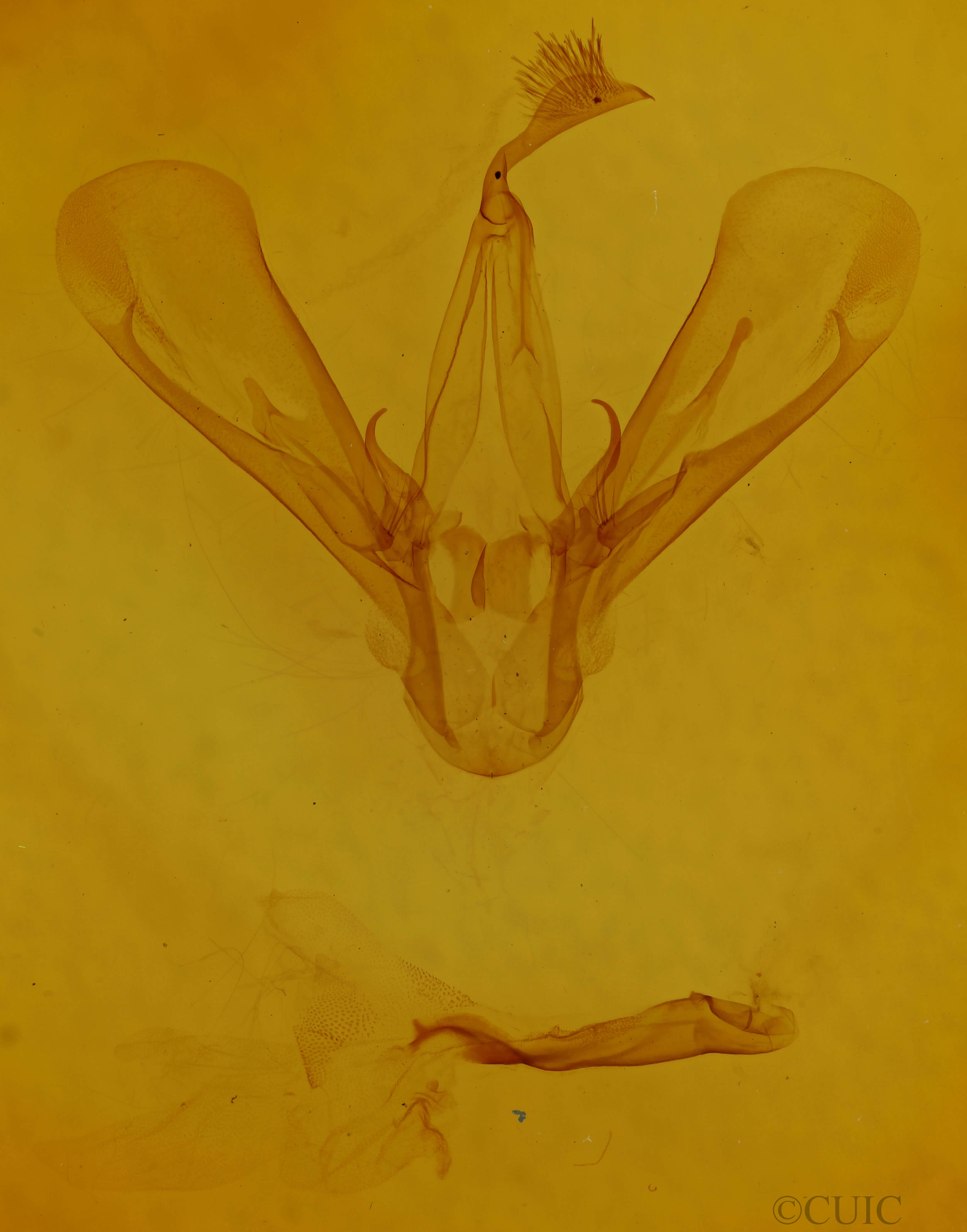 genitalia view of adult Drasteria grandirena