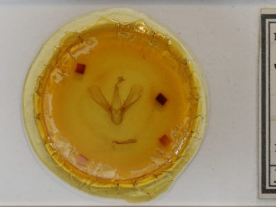 slide view of adult Drasteria grandirena