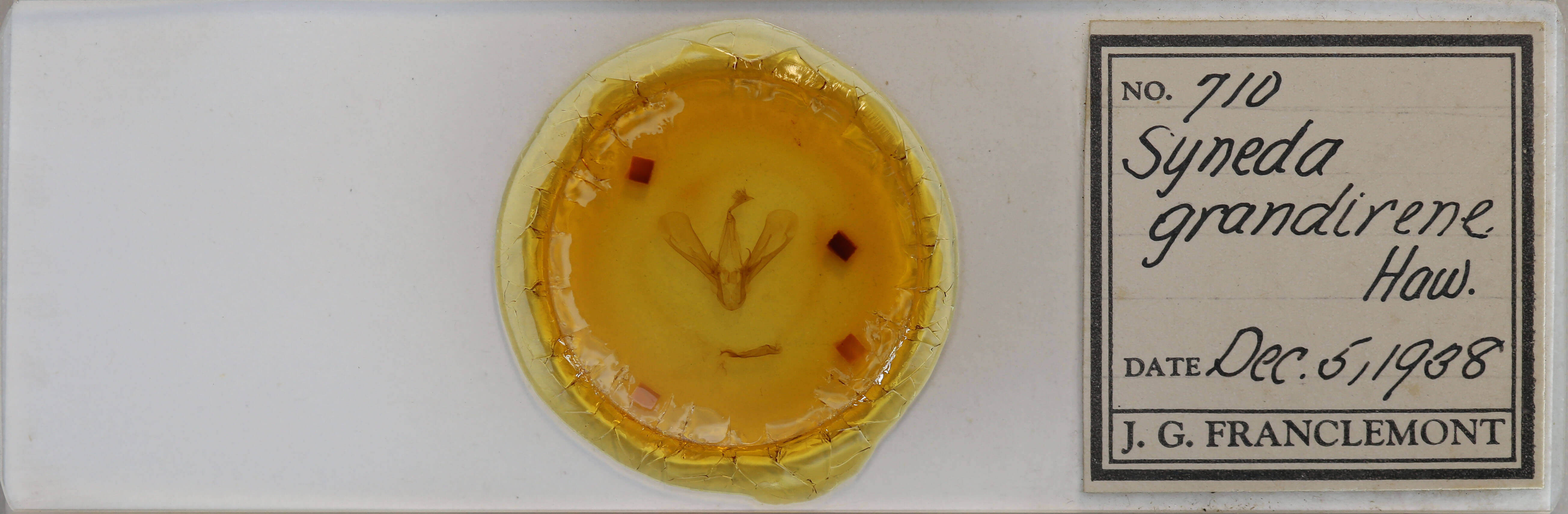 slide view of adult Drasteria grandirena