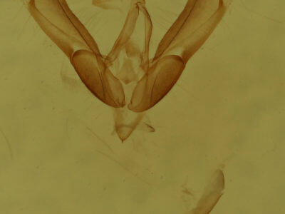genitalia view of adult Ponometia candefacta
