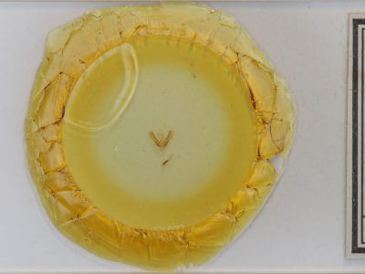 slide view of adult Ponometia candefacta