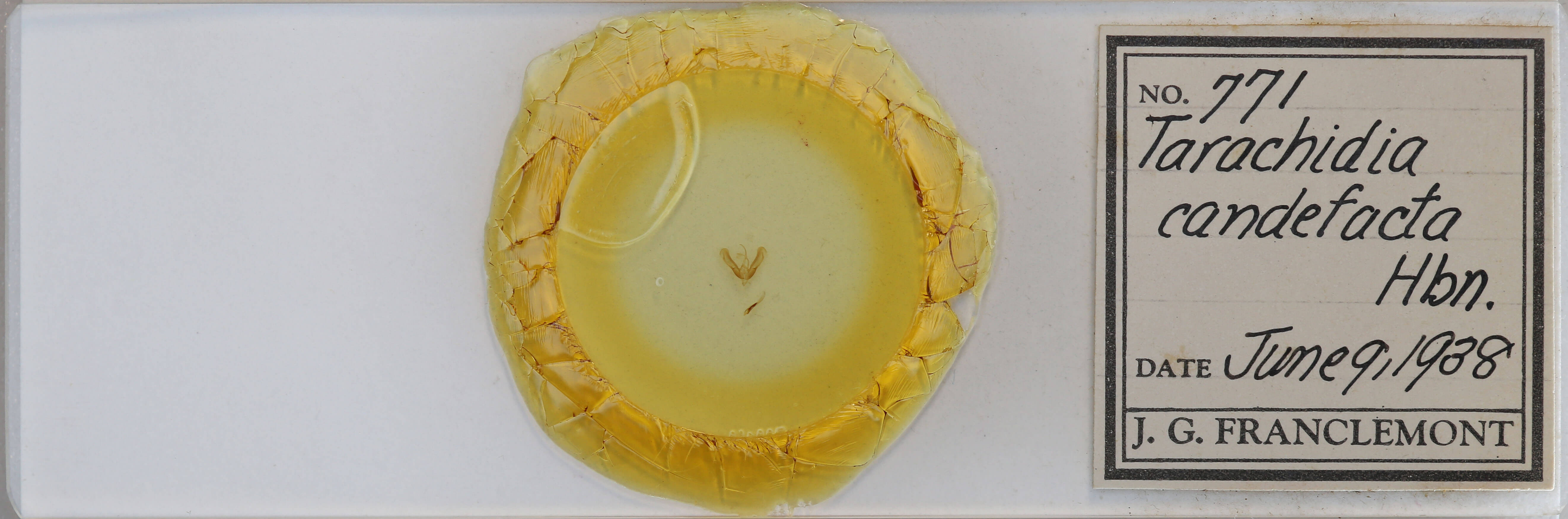 slide view of adult Ponometia candefacta